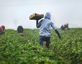 La agricultura es una actividad incierta y el riesgo siempre va a existir. UNSPLASH / T. MOSSHOLDER