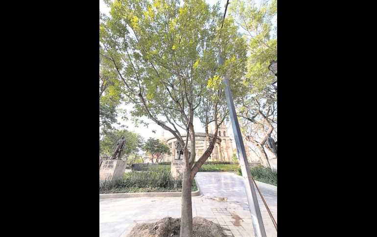 Personal municipal plantó el ejemplar frente a la Rotonda de los Jaliscienses Ilustres. ESPECIAL