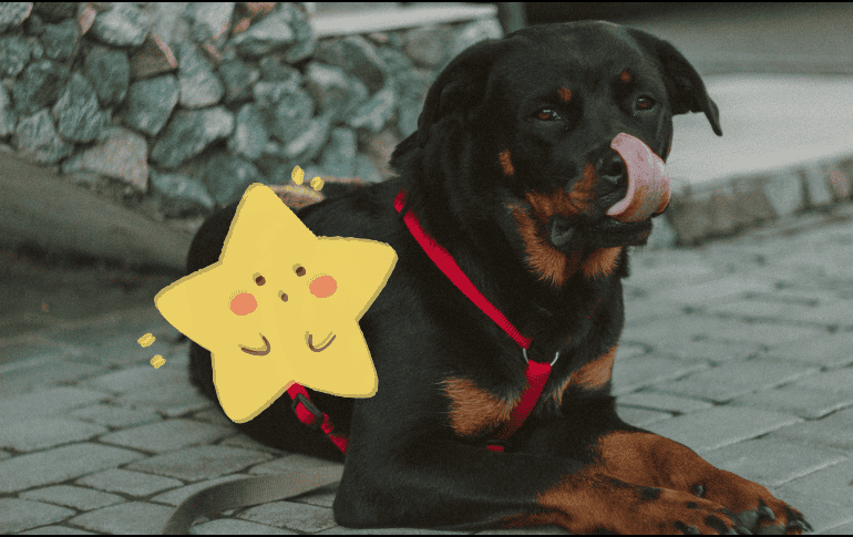 Aunque estas razas tienen fama de ser intimidantes, la mayoría son perros muy afectuosos con su familia. ESPECIAL
