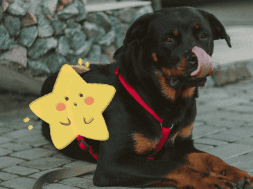 Aunque estas razas tienen fama de ser intimidantes, la mayoría son perros muy afectuosos con su familia. ESPECIAL