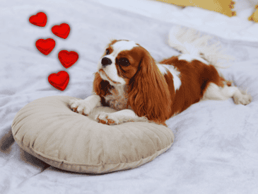 Los perros poseen glándulas sudoríparas en las almohadillas de sus patas, las cuales liberan feromonas únicas cuando rascan una superficie. ESPECIAL / CANVA