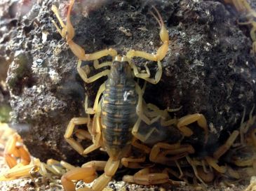 Alejar a los alacranes sin necesidad de químicos es posible: sólo necesitas lavanda y canela. EL INFORMADOR/ARCHIVO