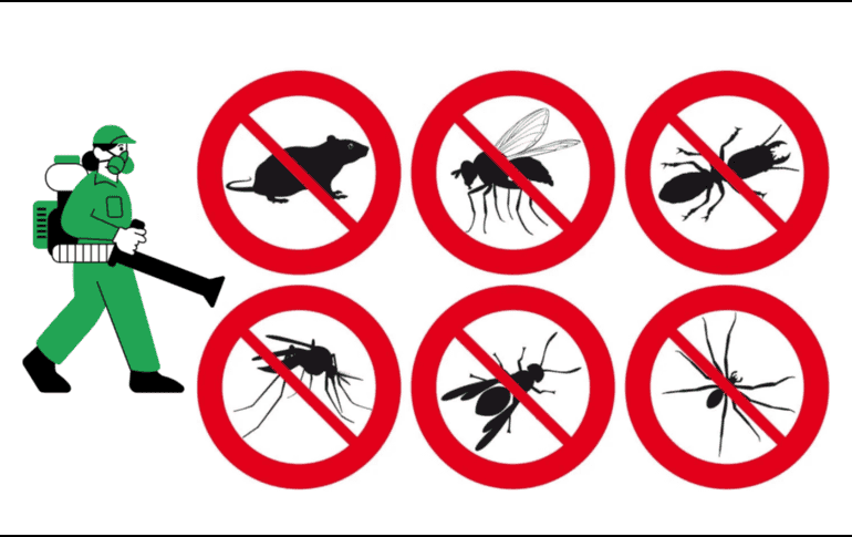 El uso de productos químicos además de ser ineficaz, empeora el problema al forzar la evolución de las especies. Mientras que los remedios caseros funcionan mediante mecanismos físicos o de interrupción sensorial a los cuales los insectos no pueden desarrollar resistencia biológica, lo que garantiza que los métodos domésticos mantengan su efectividad a largo plazo sin comprometer la salud ambiental del hogar. ESPECIAL CANVA