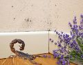 La lavanda, la canela y la ceniza pueden ayudar a mantener alejados a los alacranes durante la temporada de calor. ESPECIAL / CANVA