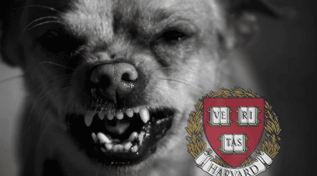 Los perros suelen reaccionar de manera agresiva cuando se sienten amenazados y estresados. EL INFORMADOR/ARCHIVO