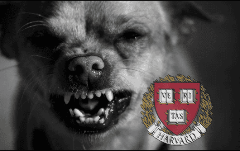 Los perros suelen reaccionar de manera agresiva cuando se sienten amenazados y estresados. EL INFORMADOR/ARCHIVO