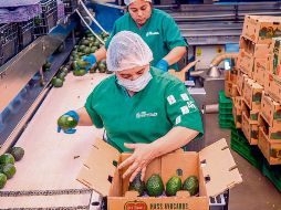 Operadoras trabajan en la selección y empaque de aguacate en plantas de procesamiento, clave en la cadena de exportación del fruto mexicano. ESPECIAL