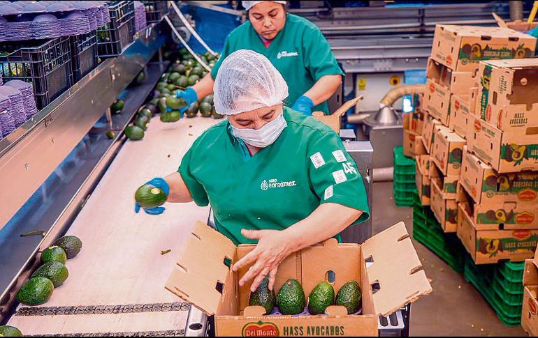 Operadoras trabajan en la selección y empaque de aguacate en plantas de procesamiento, clave en la cadena de exportación del fruto mexicano. ESPECIAL