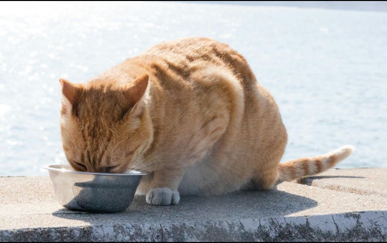 La higiene de estos utensilios es fundamental para cuidar el organismo de los animales domésticos. UNSPLASH / CHERYL NG