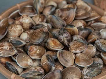 El trabajo analiza restos de moluscos marinos -conchas de caracolillos y lapas- recuperados de la cueva de los Aviones. Pexels