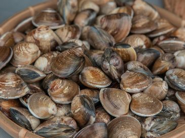 El trabajo analiza restos de moluscos marinos -conchas de caracolillos y lapas- recuperados de la cueva de los Aviones. Pexels