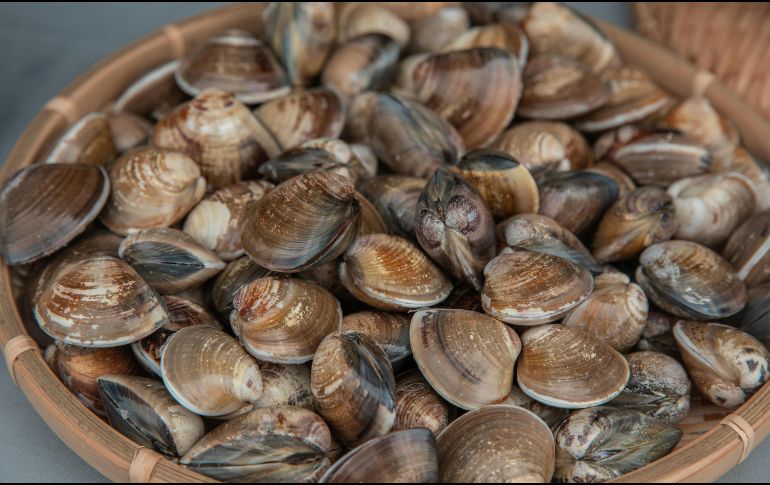 El trabajo analiza restos de moluscos marinos -conchas de caracolillos y lapas- recuperados de la cueva de los Aviones. Pexels