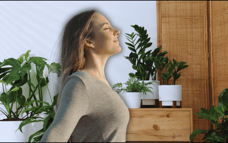 Un hogar que cuenta con la vegetación adecuada y bien distribuida puede experimentar una reducción real de la temperatura ambiental de hasta 2 a 4 grados centígrados. ESPECIAL / CANVA