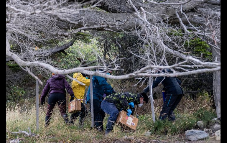 El virus hanta es endémico de Chile y es donde está presente la cepa Andes, capaz de transmitirse a través del contacto entre humanos. AP/ARCHIVO