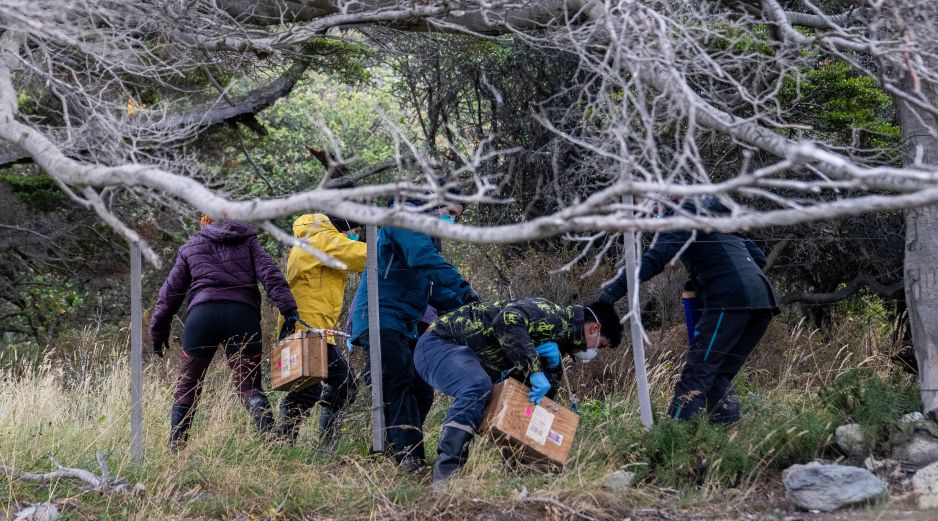 El virus hanta es endémico de Chile y es donde está presente la cepa Andes, capaz de transmitirse a través del contacto entre humanos. AP/ARCHIVO