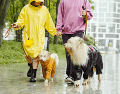 Cuidar a tu perro durante estas lluvias requiere observación constante, higiene rigurosa y prevención veterinaria. CANVA