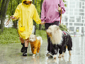 Cuidar a tu perro durante estas lluvias requiere observación constante, higiene rigurosa y prevención veterinaria. CANVA
