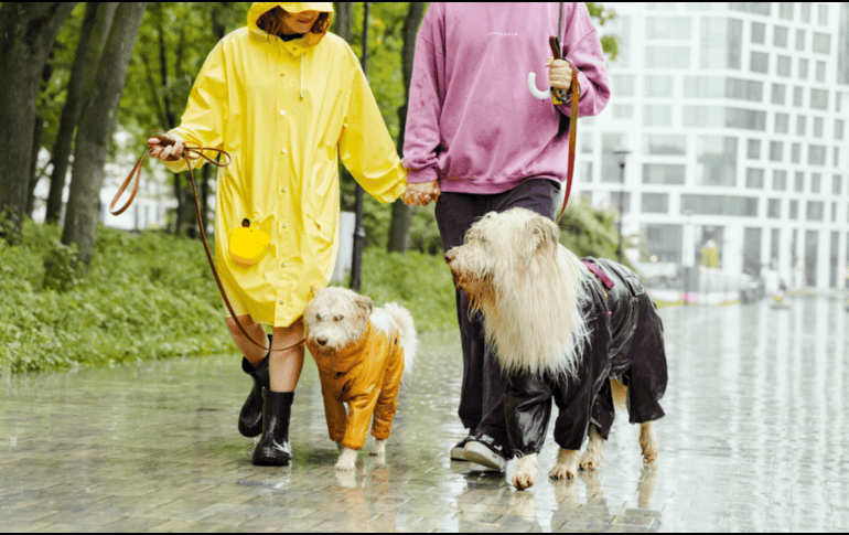 Cuidar a tu perro durante estas lluvias requiere observación constante, higiene rigurosa y prevención veterinaria. CANVA