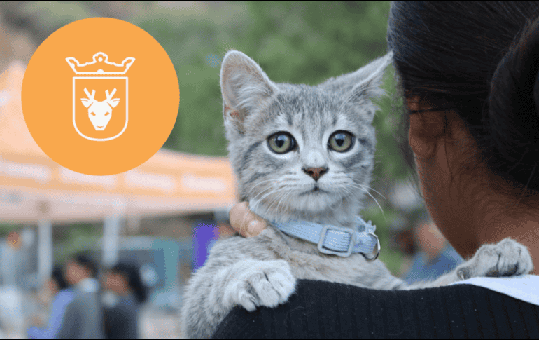 Vacunar a una mascota no solo mejora su calidad de vida, sino que también te permite disfrutar de su compañía por mucho más tiempo. ESPECIAL/ Protección Animal Zapopan