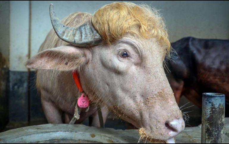 De acuerdo con información de The Independent, el animal fue recientemente vendido por un precio de 4,5 dólares por kilo. EFE/M. ALAM