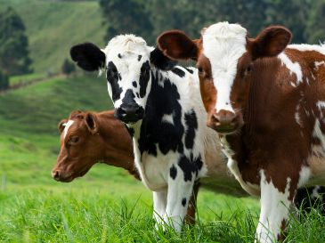 Para llevar a cabo el análisis, los investigadores recopilaron información y observaron el comportamiento de 32 vacas de la raza Prim’Holstein. Unsplash