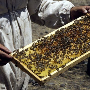 México ocupa el décimo lugar a nivel mundial de producción de miel entre 115 países y en 2025 se alcanzó una producción nacional de 60 mil 297 toneladas. EL INFORMADOR / ARCHIVO