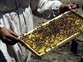 México ocupa el décimo lugar a nivel mundial de producción de miel entre 115 países y en 2025 se alcanzó una producción nacional de 60 mil 297 toneladas. EL INFORMADOR / ARCHIVO