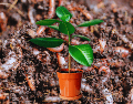 Estos pequeños invertebrados actúan como arados microscópicos incansables que transforman la estructura del sustrato de manera completamente natural y ecológica. ESPECIAL / CANVA