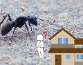 La presencia de estos bichos en casa puede ser un indicador positivo para la energía de tu hogar. UNSPLASH / J. Chambers