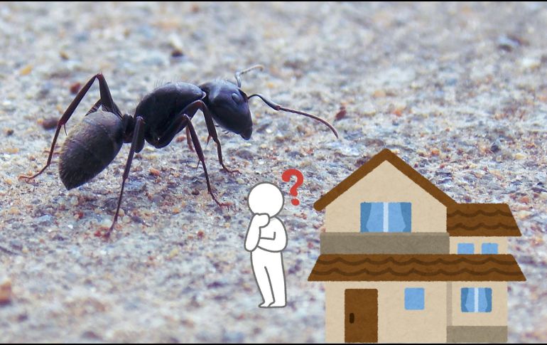 La presencia de estos bichos en casa puede ser un indicador positivo para la energía de tu hogar. UNSPLASH / J. Chambers
