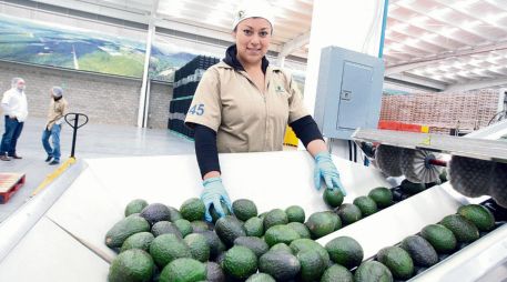 El nuevo acuerdo comercial con la Unión Europea impulsará las exportaciones agroalimentarias de Jalisco. EL INFORMADOR/ Archivo