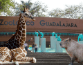 Si planeas aprovechar esta increíble promoción, te recordamos que el Zoológico Guadalajara se encuentra muy cerca de la Barranca de Huentitán. ESPECIAL/ EL INFORMADOR/ ARCHIVO/ Unsplash