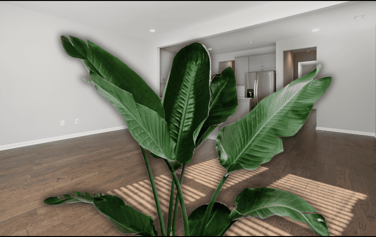 Estas plantas son ideales para departamentos pequeños donde se busca una solución práctica y ecológica. ESPECIAL