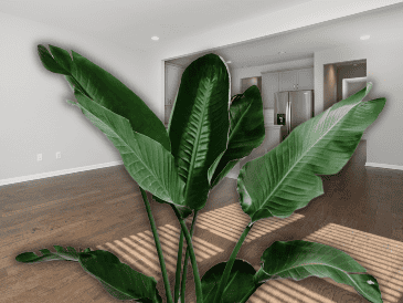 Estas plantas son ideales para departamentos pequeños donde se busca una solución práctica y ecológica. ESPECIAL