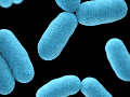 El Blastocystis es un microorganismo muy común en el intestino cuya presencia durante años se había asociado a posibles problemas digestivos. Unsplash