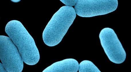 El Blastocystis es un microorganismo muy común en el intestino cuya presencia durante años se había asociado a posibles problemas digestivos. Unsplash