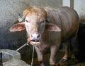 Imagen de archivo de wl búfalo albino de 700 kg, llamado Donald Trump y convertido en una sensación viral, en la granja agrícola Rabeya Agro Farm, en el distrito de Narayangonj, en las afueras de Dhaka, Bangladesh, el 19 de mayo de 2026. EFE/M. ALAM