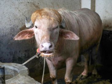 Imagen de archivo de wl búfalo albino de 700 kg, llamado Donald Trump y convertido en una sensación viral, en la granja agrícola Rabeya Agro Farm, en el distrito de Narayangonj, en las afueras de Dhaka, Bangladesh, el 19 de mayo de 2026. EFE/M. ALAM