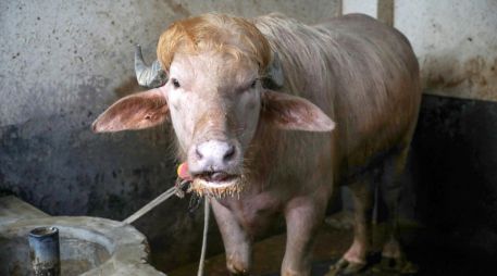 Imagen de archivo de wl búfalo albino de 700 kg, llamado Donald Trump y convertido en una sensación viral, en la granja agrícola Rabeya Agro Farm, en el distrito de Narayangonj, en las afueras de Dhaka, Bangladesh, el 19 de mayo de 2026. EFE/M. ALAM
