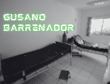 De acuerdo con el informe de casos activos de CBG de la Senasica, al corte del 27 de mayo se reportaron cuatro casos de gusano barrenador en la Ciudad de México. EL INFORMADOR/ARCHIVO
