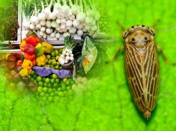 El insecto saltahojas Polyamia arachnion fue detectado en cargamento de verduras en la frontera de Nogales, Arizona. ESPECIAL / CANVA