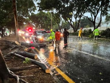 Un árbol cayó y dañó a un vehículo, sin reporte de personas lesionadas. PROTECCIÓN CIVIL Y BOMBEROS GUADALAJARA
