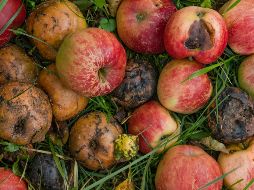 De acuerdo con la FAO, una tercera parte de todos los alimentos producidos a nivel global termina en la basura. UNSPLASH / P. NEUMANN
