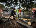 También se registraron caídas de árboles en Tlajomulco, Tlaquepaque y Zapopan. ESPECIAL