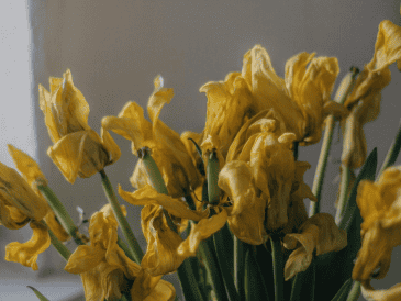 Con un diagnóstico adecuado, ajustes en el riego, buena iluminación y cuidados oportunos, muchas plantas que parecen perdidas pueden volver a crecer con fuerza y recuperar su aspecto. PEXELS