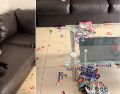 A pesar del daño, los internautas le pidieron a la dueña no ser tan cruel con su castigo. CAPTURA DE VIDEO