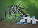 Kershenobich indicó que las autoridades sanitarias se encuentran trabajando para poder aplicar la vacuna contra el dengue. ESPECIAL/Canva