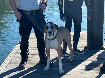 Voluntarios del servicio de rescate marítimo de Nueva Gales del Sur, en el este de Australia, rescataron a un perro que fue arrastrado por el mar tras caer desde unas rocas en una localidad costera. EFE/Marine Rescue