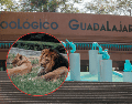 El ejemplar de león africano fue revisado por un equipo de médicos veterinarios del Zoológico Guadalajara. EL INFORMADOR/ARCHIVO