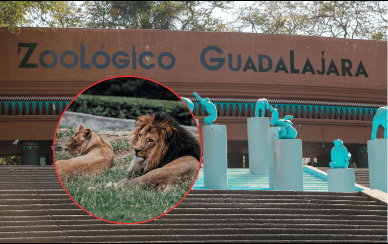 El ejemplar de león africano fue revisado por un equipo de médicos veterinarios del Zoológico Guadalajara. EL INFORMADOR/ARCHIVO